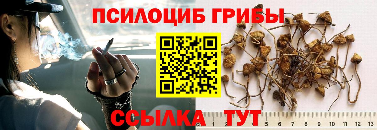 Пенза  купить закладку  Вход с VPN  Псилоцибиновые грибы MAGIC MUSHROOMS 